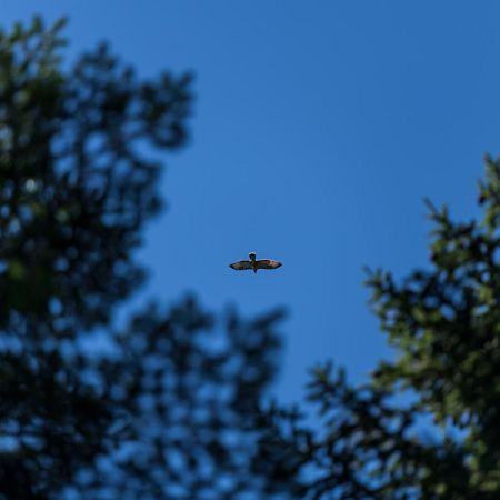 Chalet Anra Pohorje Zgornje Hoce エクステリア 写真